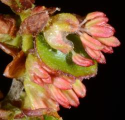 Image: P.B. Heenan © Landcare Research 2014 